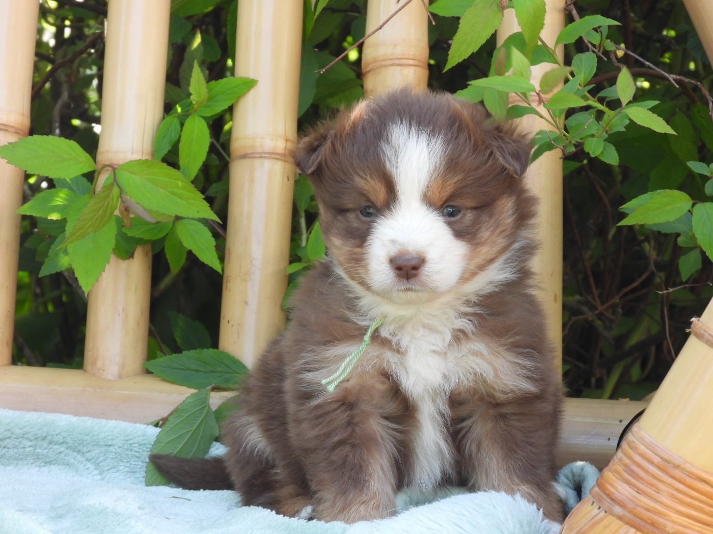 Du Sapin Vert - Chiots disponibles - Berger Américain Miniature 