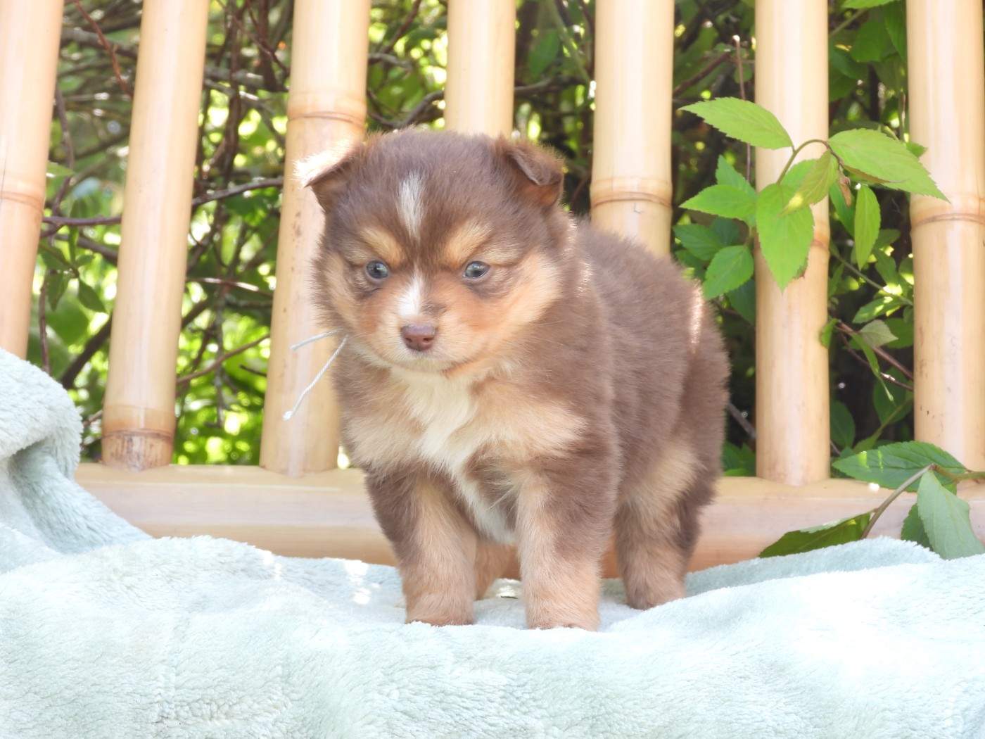 Du Sapin Vert - Chiots disponibles - Berger Américain Miniature 
