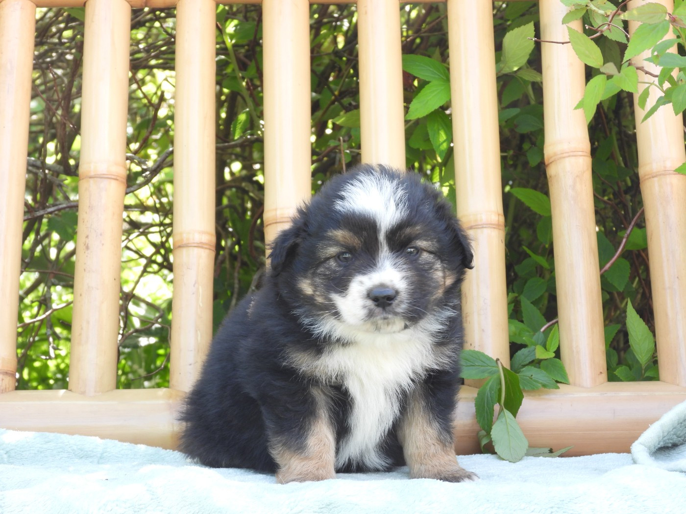 Du Sapin Vert - Chiots disponibles - Berger Américain Miniature 