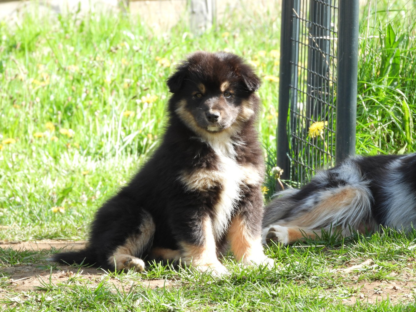 Du Sapin Vert - Chiots disponibles - Berger Américain Miniature 