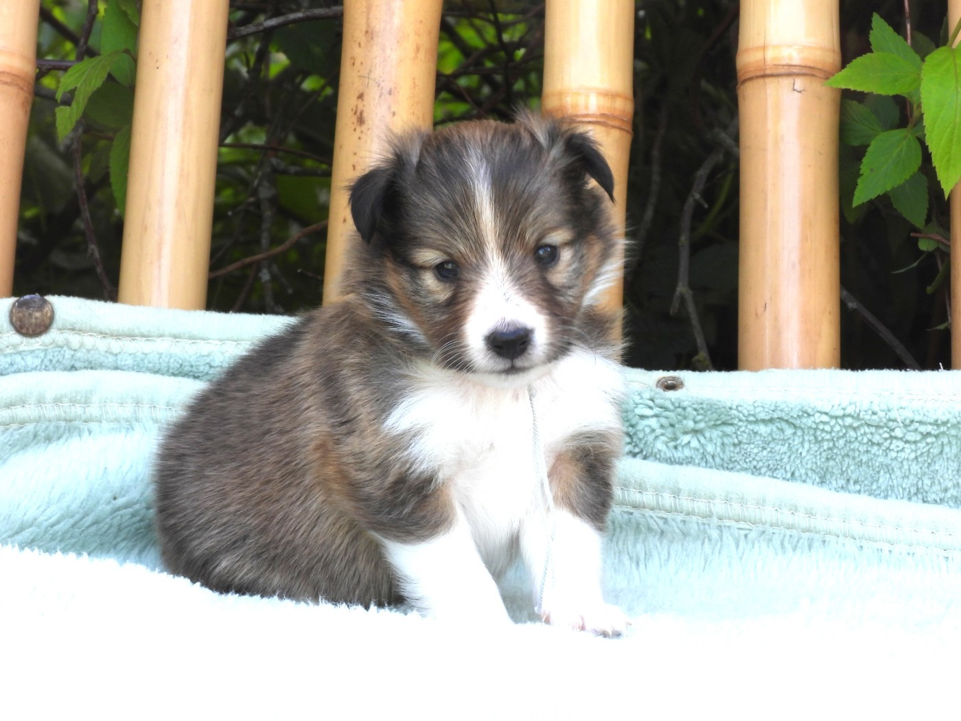 Du Sapin Vert - Chiots disponibles - Shetland Sheepdog