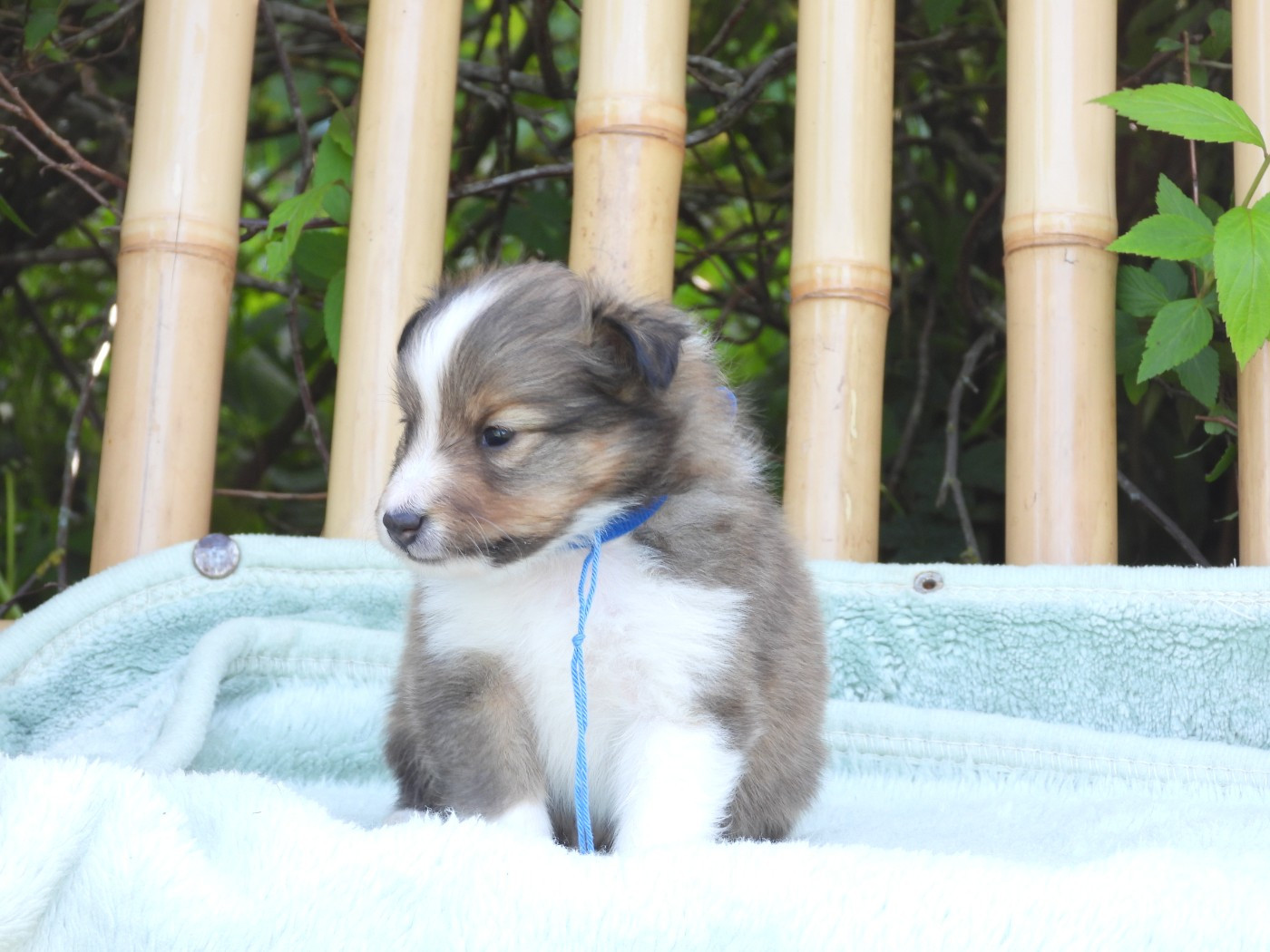 Du Sapin Vert - Chiots disponibles - Shetland Sheepdog