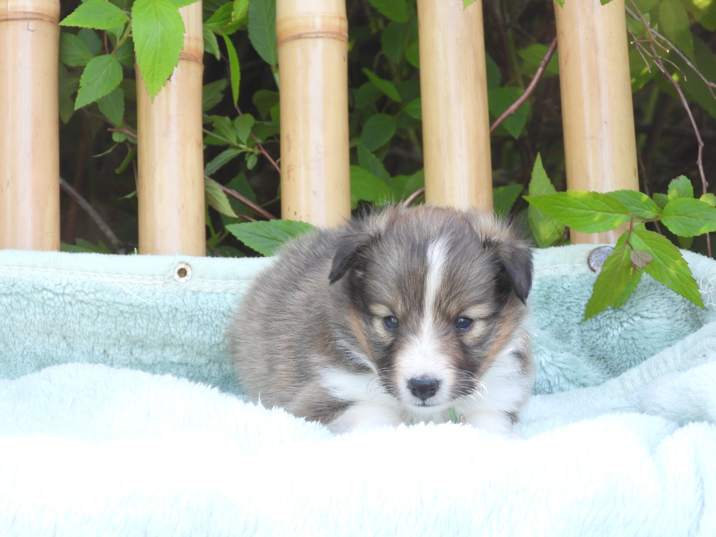 Du Sapin Vert - Chiots disponibles - Shetland Sheepdog