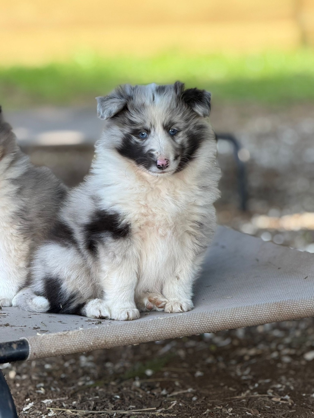 Du Sapin Vert - Chiots disponibles - Shetland Sheepdog