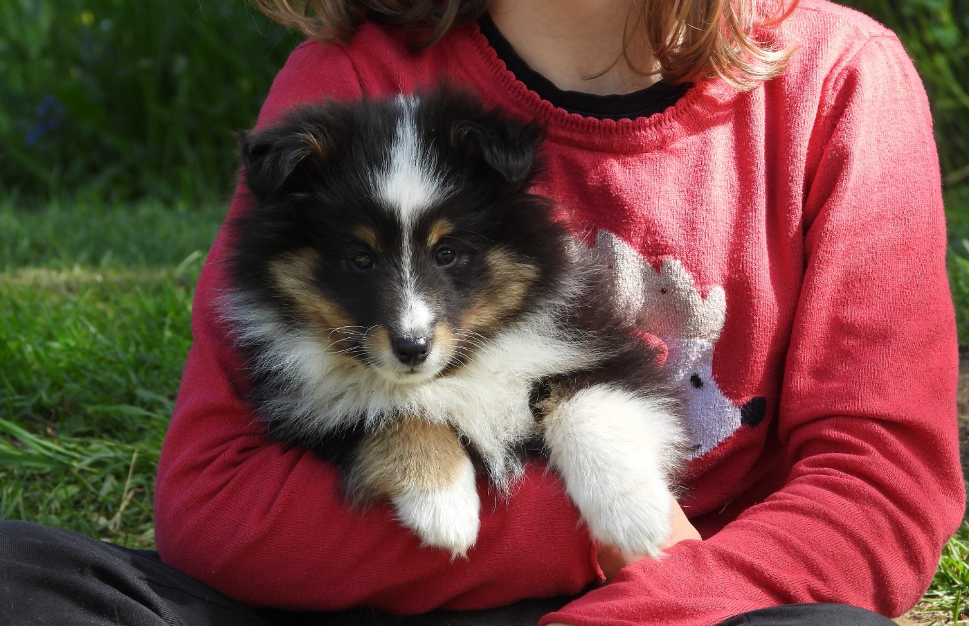 Du Sapin Vert - Chiots disponibles - Shetland Sheepdog