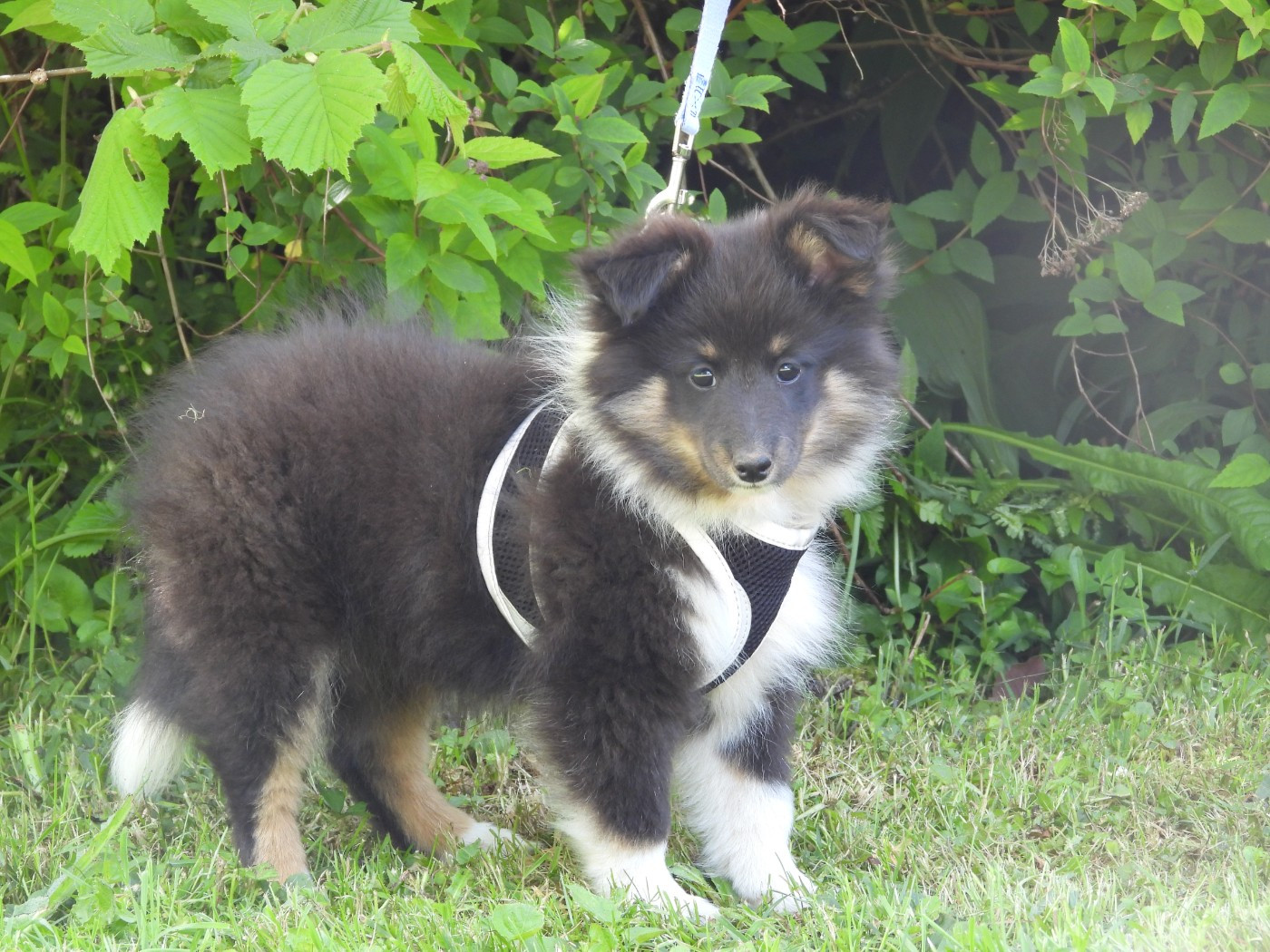 Du Sapin Vert - Chiots disponibles - Shetland Sheepdog