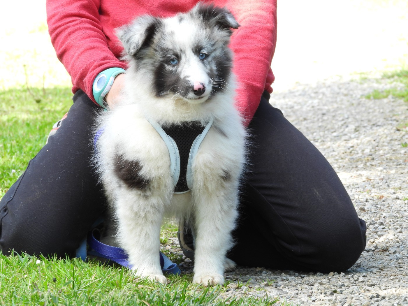 Du Sapin Vert - Chiots disponibles - Shetland Sheepdog