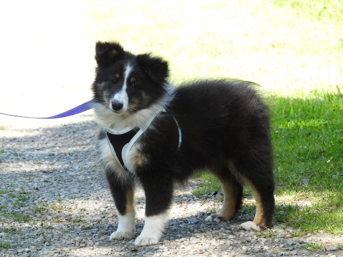 Du Sapin Vert - Chiots disponibles - Shetland Sheepdog