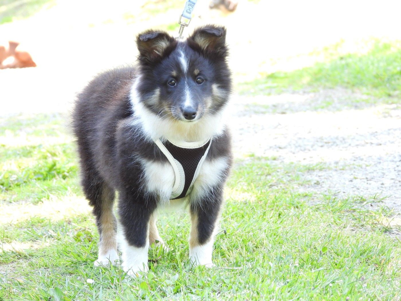 Du Sapin Vert - Chiots disponibles - Shetland Sheepdog