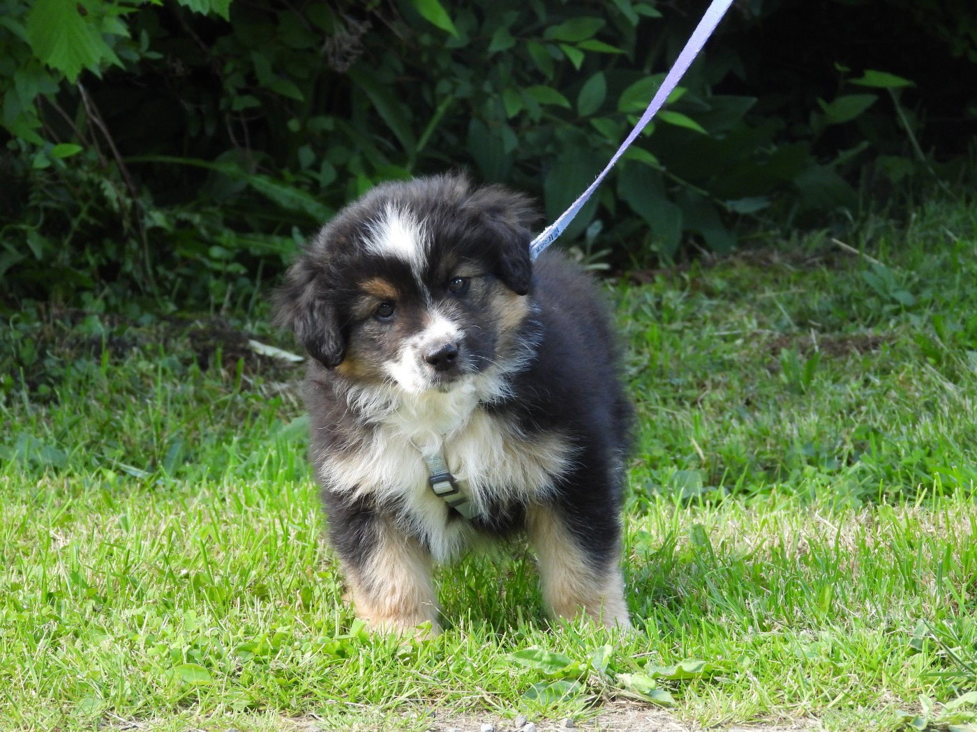 Du Sapin Vert - Chiots disponibles - Berger Américain Miniature 