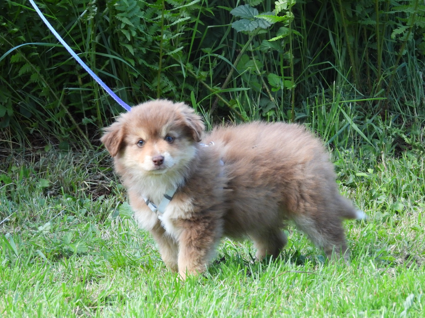 Du Sapin Vert - Chiots disponibles - Berger Américain Miniature 