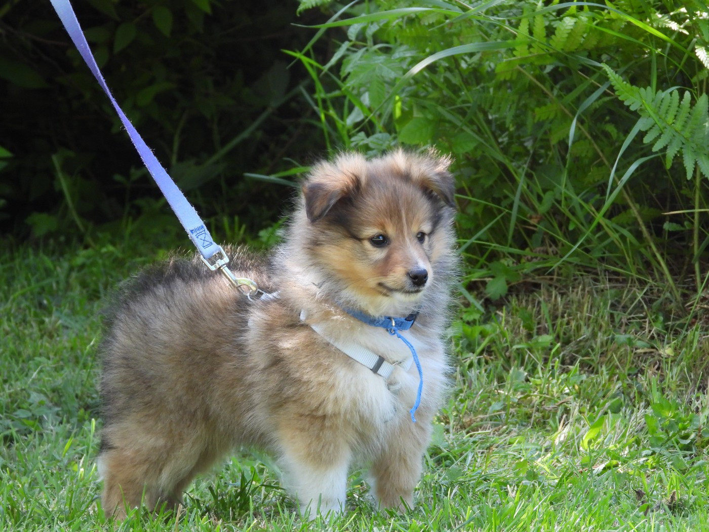 Du Sapin Vert - Chiots disponibles - Shetland Sheepdog