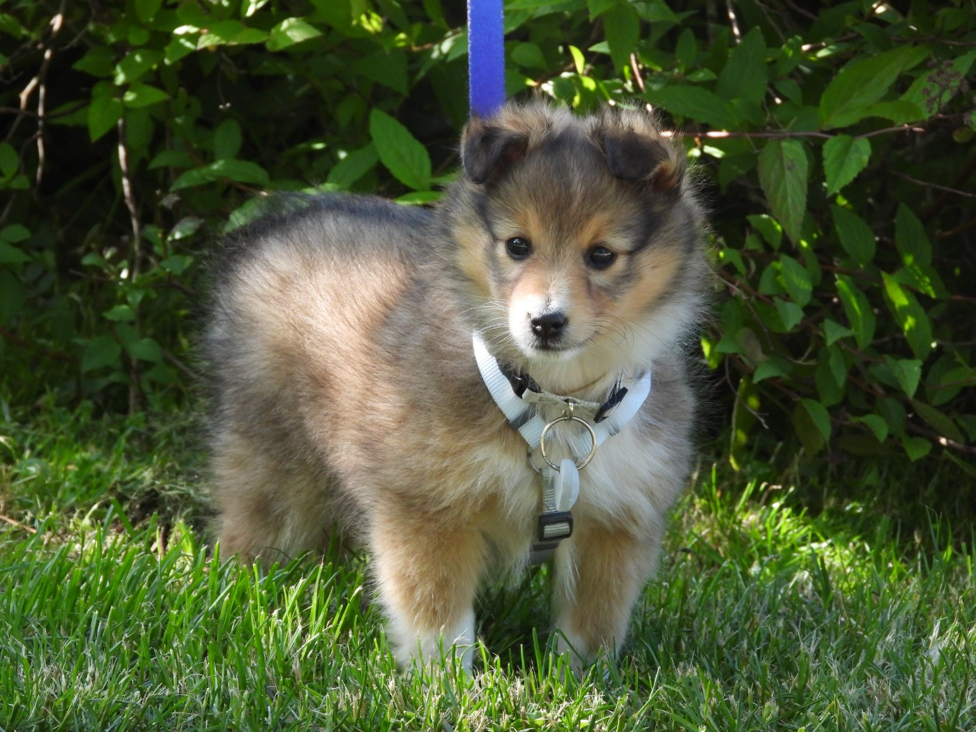 Du Sapin Vert - Chiots disponibles - Shetland Sheepdog
