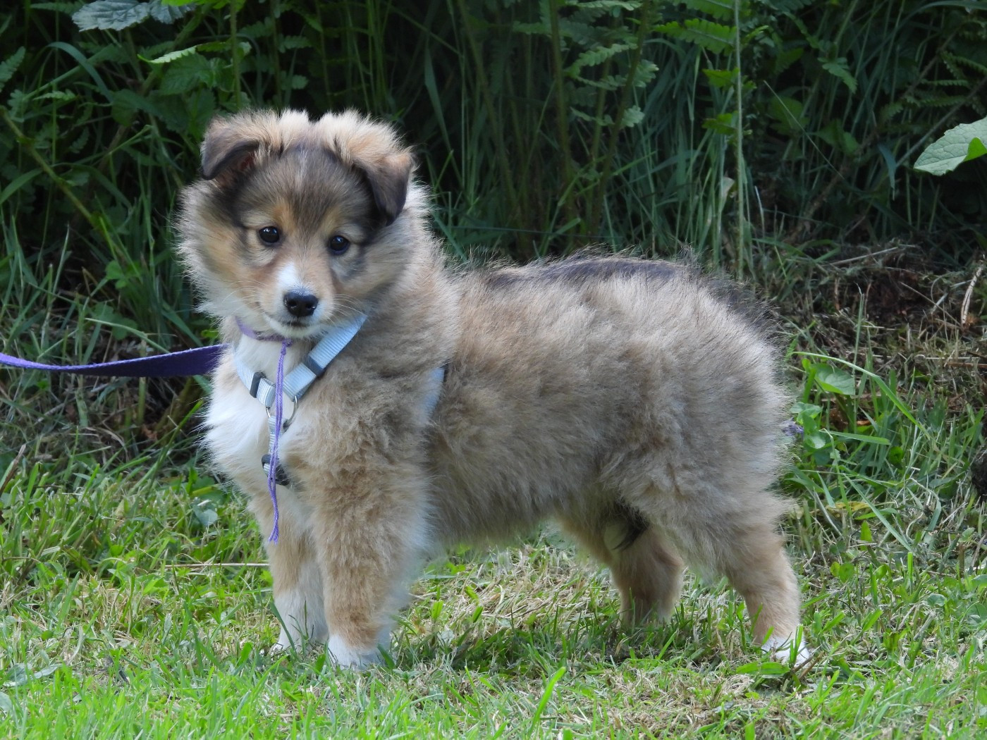 Du Sapin Vert - Chiots disponibles - Shetland Sheepdog