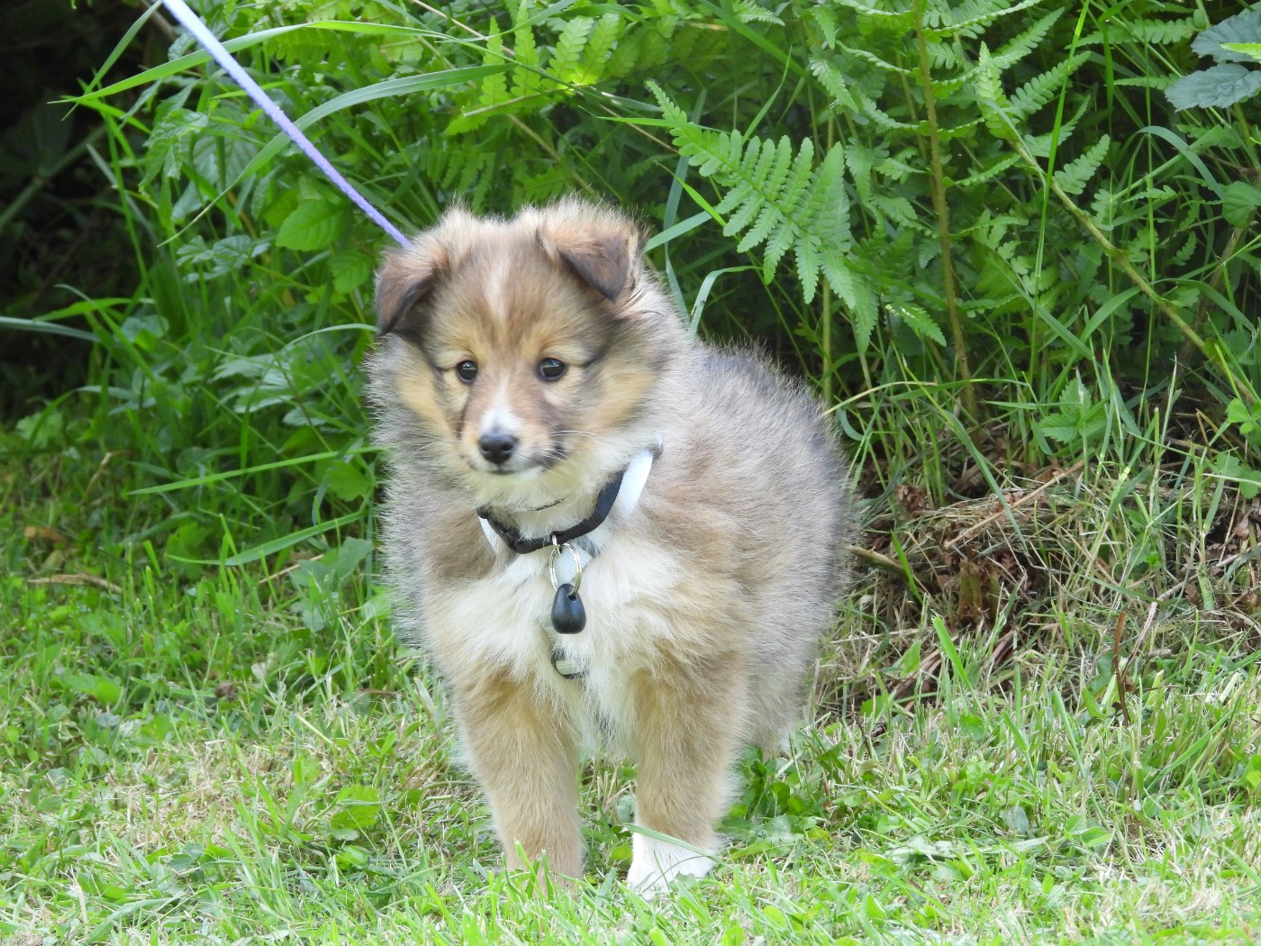 Du Sapin Vert - Chiots disponibles - Shetland Sheepdog