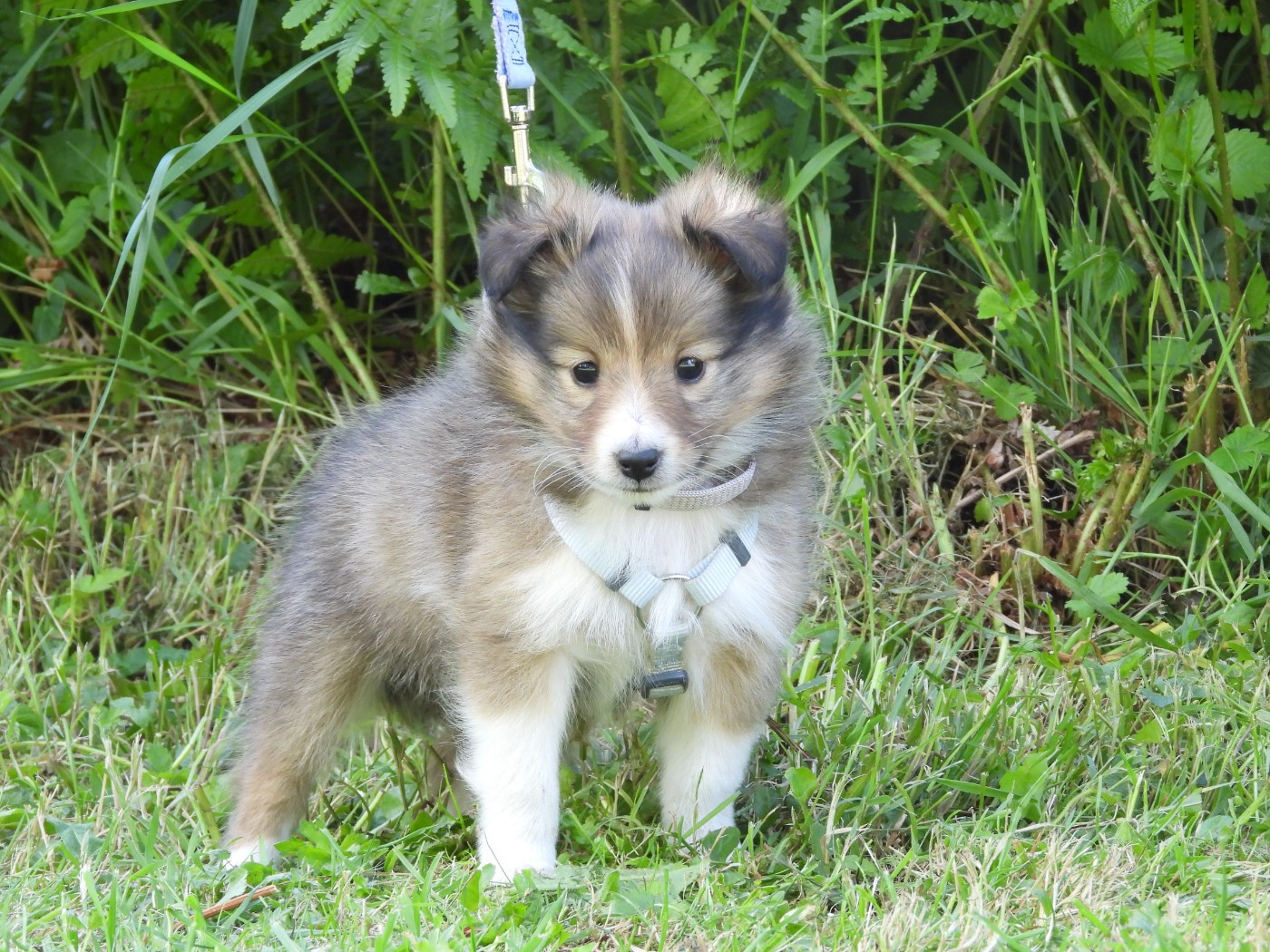Du Sapin Vert - Chiots disponibles - Shetland Sheepdog