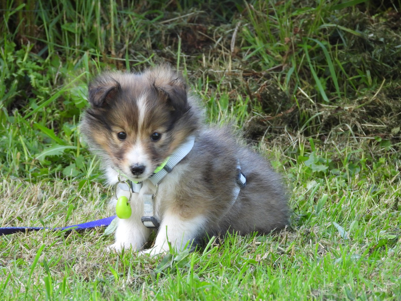 Du Sapin Vert - Chiots disponibles - Shetland Sheepdog