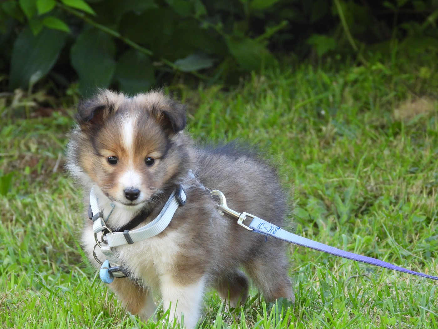 Du Sapin Vert - Chiots disponibles - Shetland Sheepdog