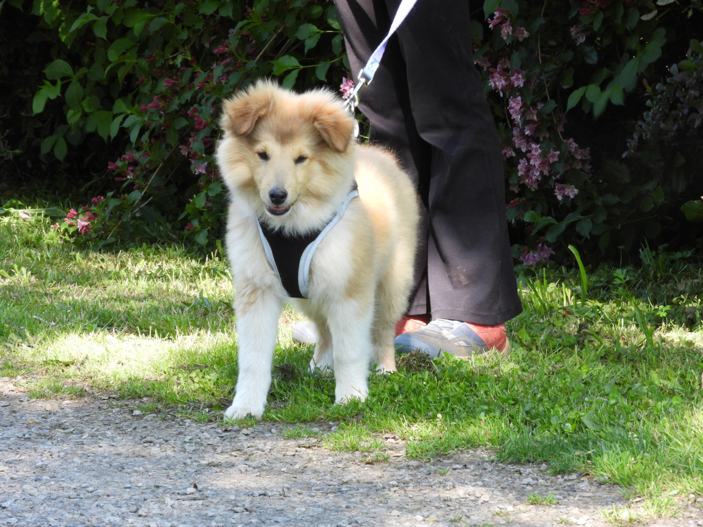 Du Sapin Vert - Chiots disponibles - Shetland Sheepdog