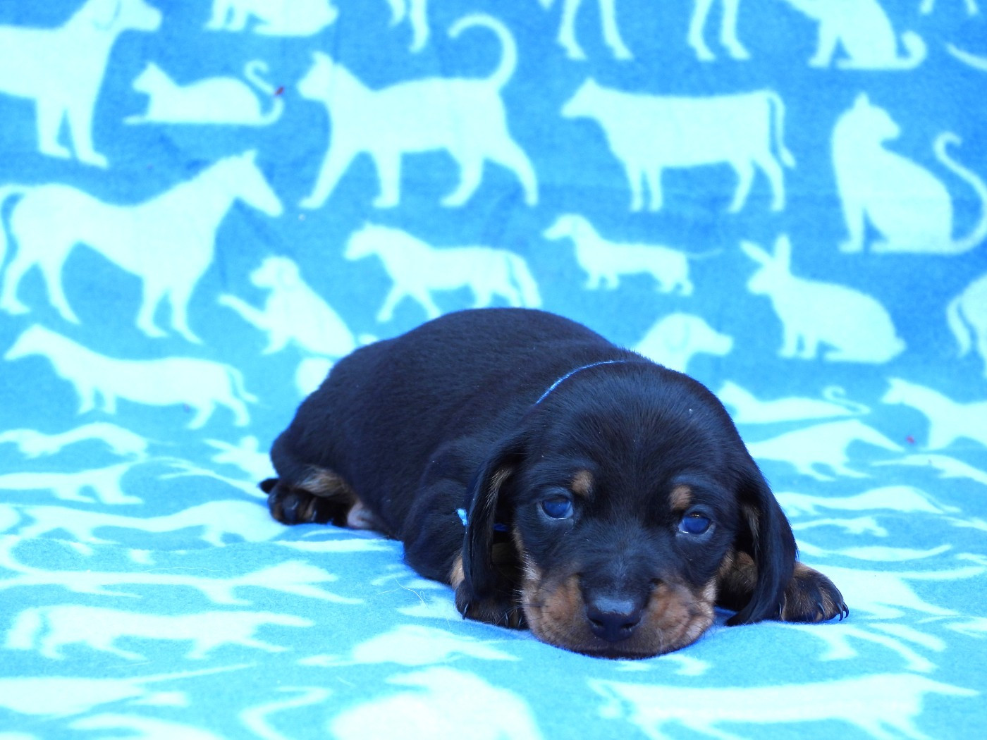 Du Sapin Vert - Chiots disponibles - Teckel poil ras