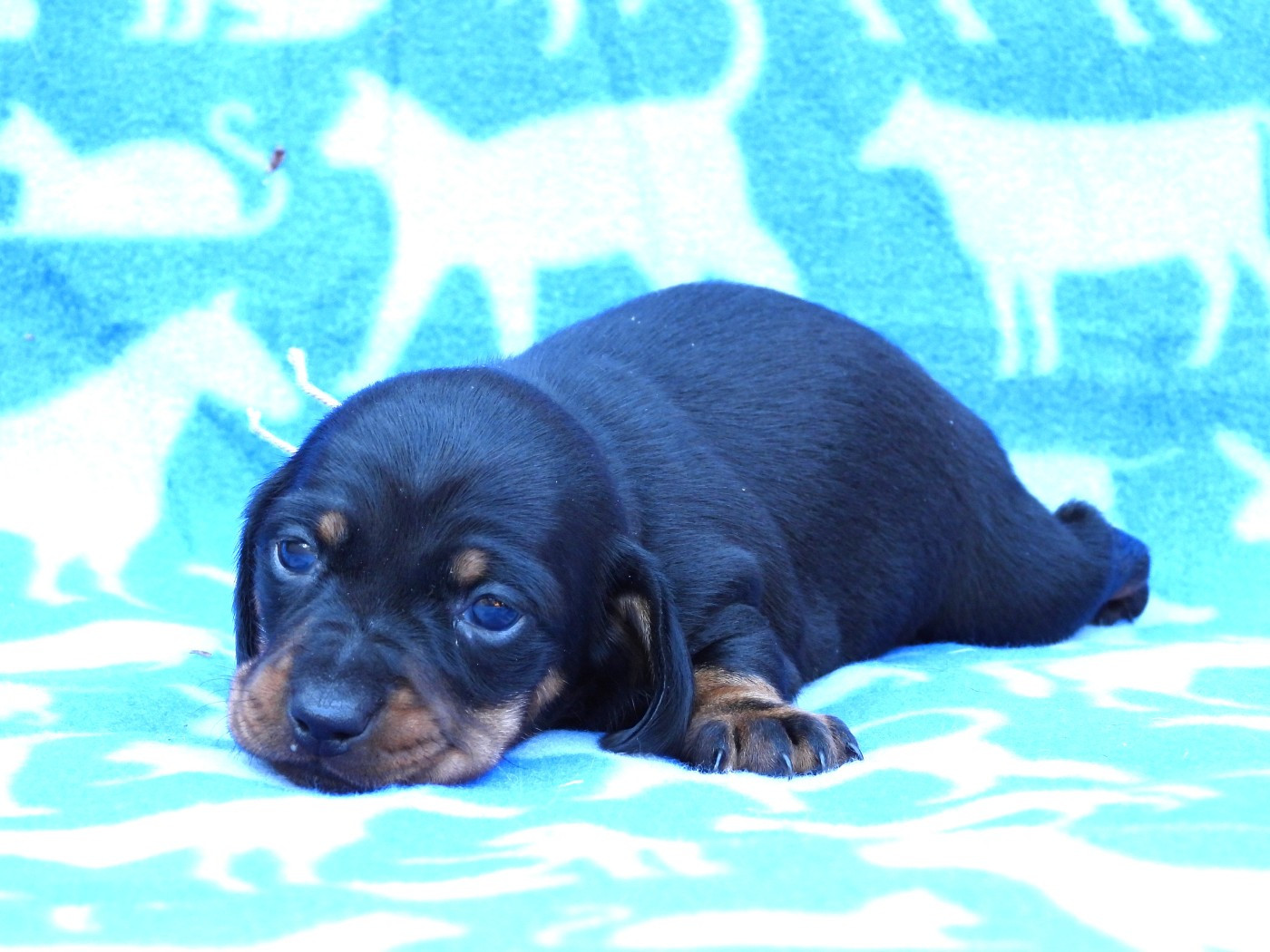 Du Sapin Vert - Chiots disponibles - Teckel poil ras