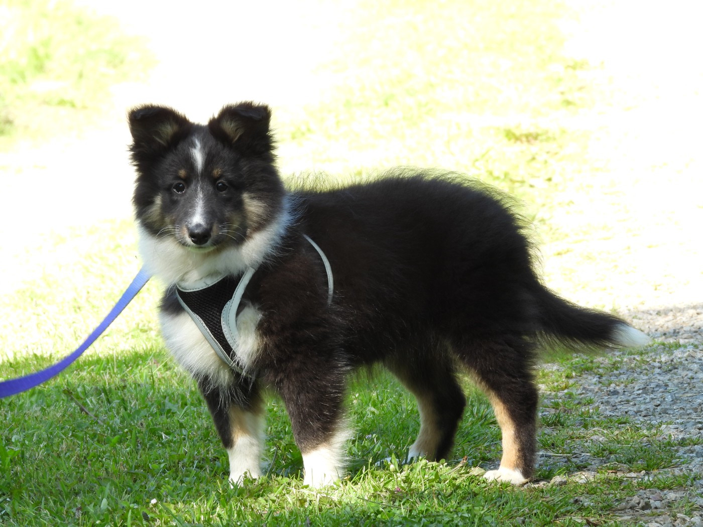 Du Sapin Vert - Chiots disponibles - Shetland Sheepdog