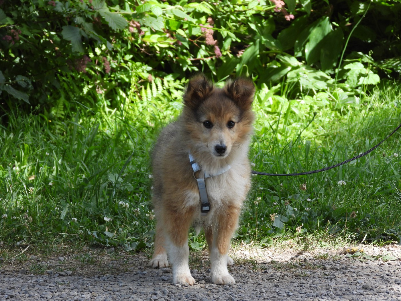 Du Sapin Vert - Chiots disponibles - Shetland Sheepdog