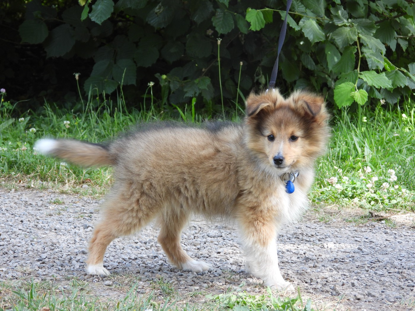 Du Sapin Vert - Chiots disponibles - Shetland Sheepdog