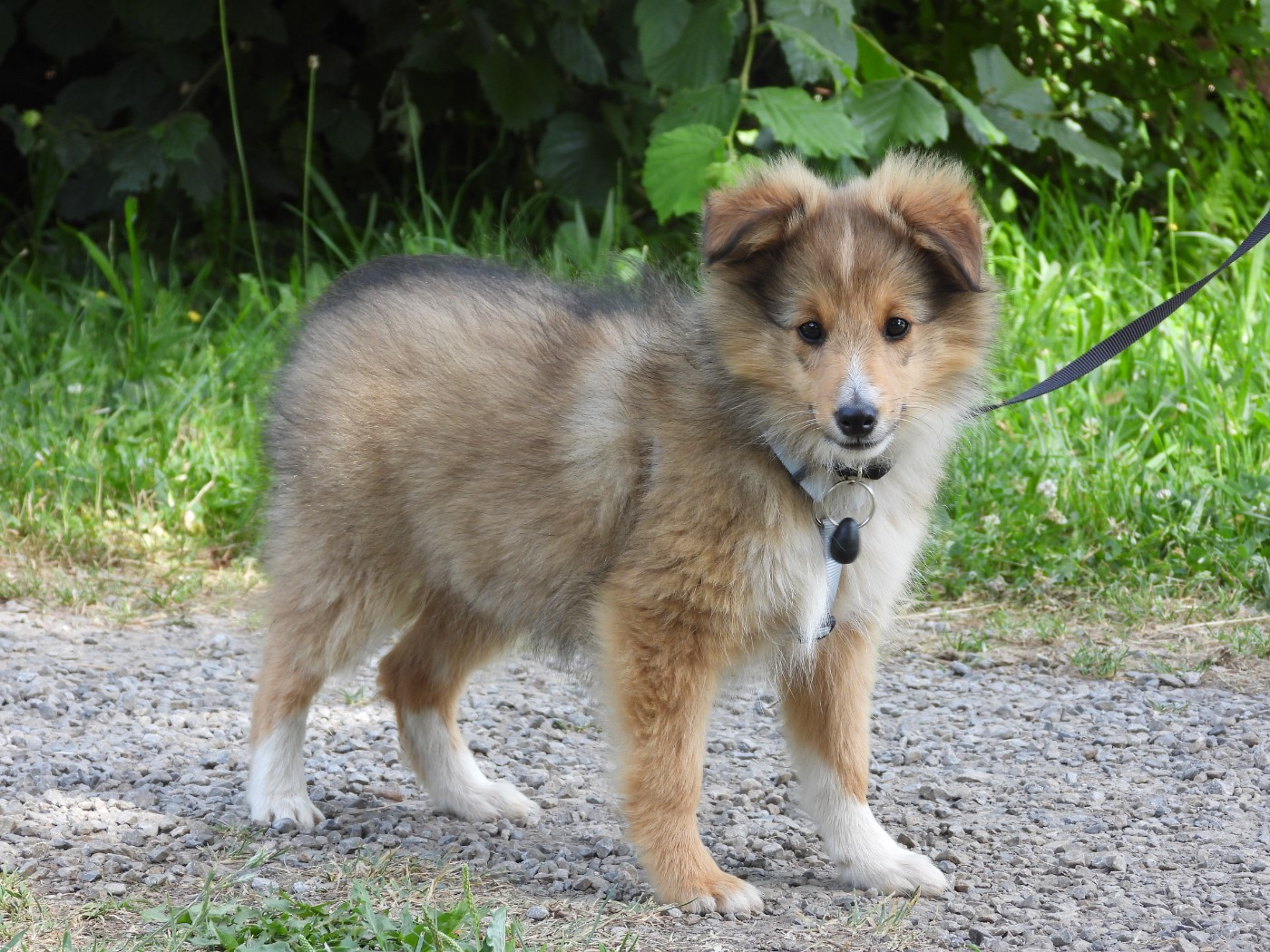 Du Sapin Vert - Chiots disponibles - Shetland Sheepdog