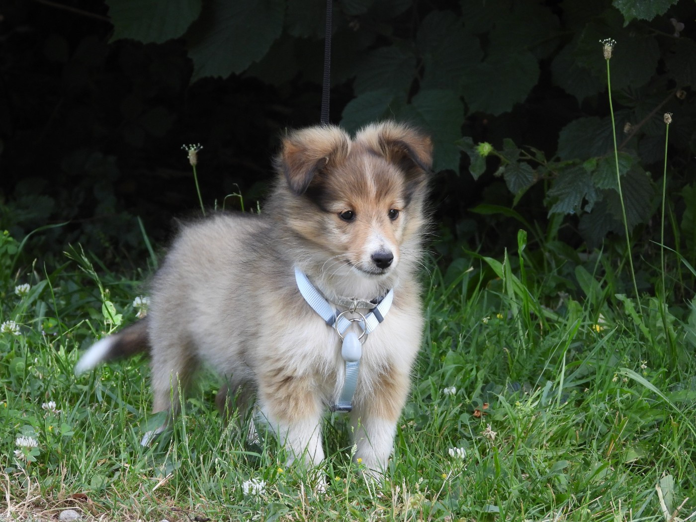 Du Sapin Vert - Chiots disponibles - Shetland Sheepdog