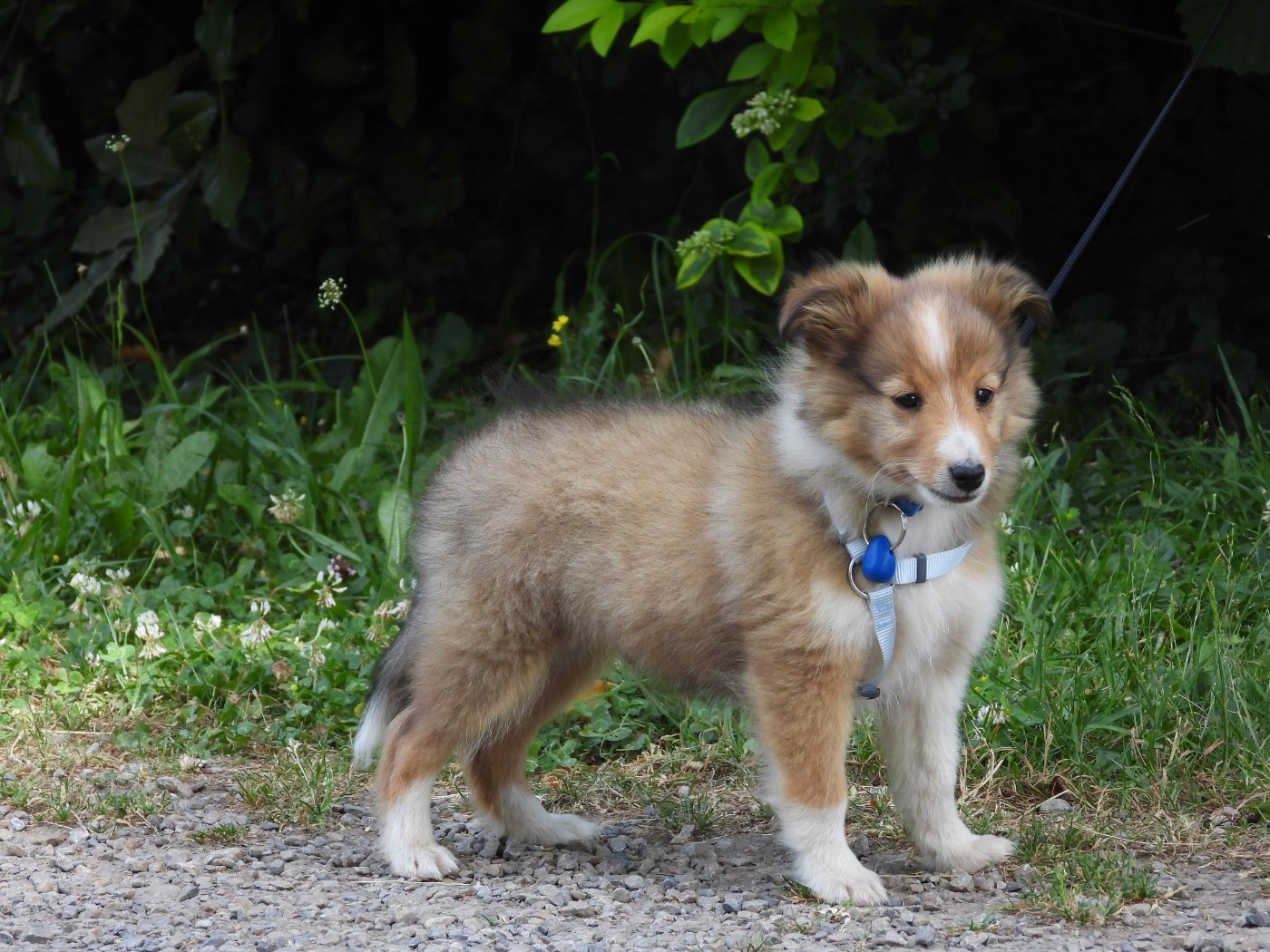 Du Sapin Vert - Chiots disponibles - Shetland Sheepdog