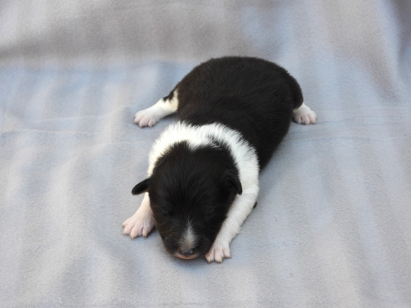 Du Sapin Vert - Chiots disponibles - Shetland Sheepdog