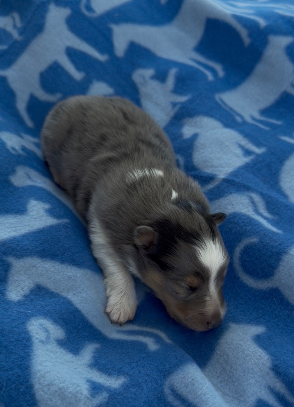 Du Sapin Vert - Chiots disponibles - Shetland Sheepdog