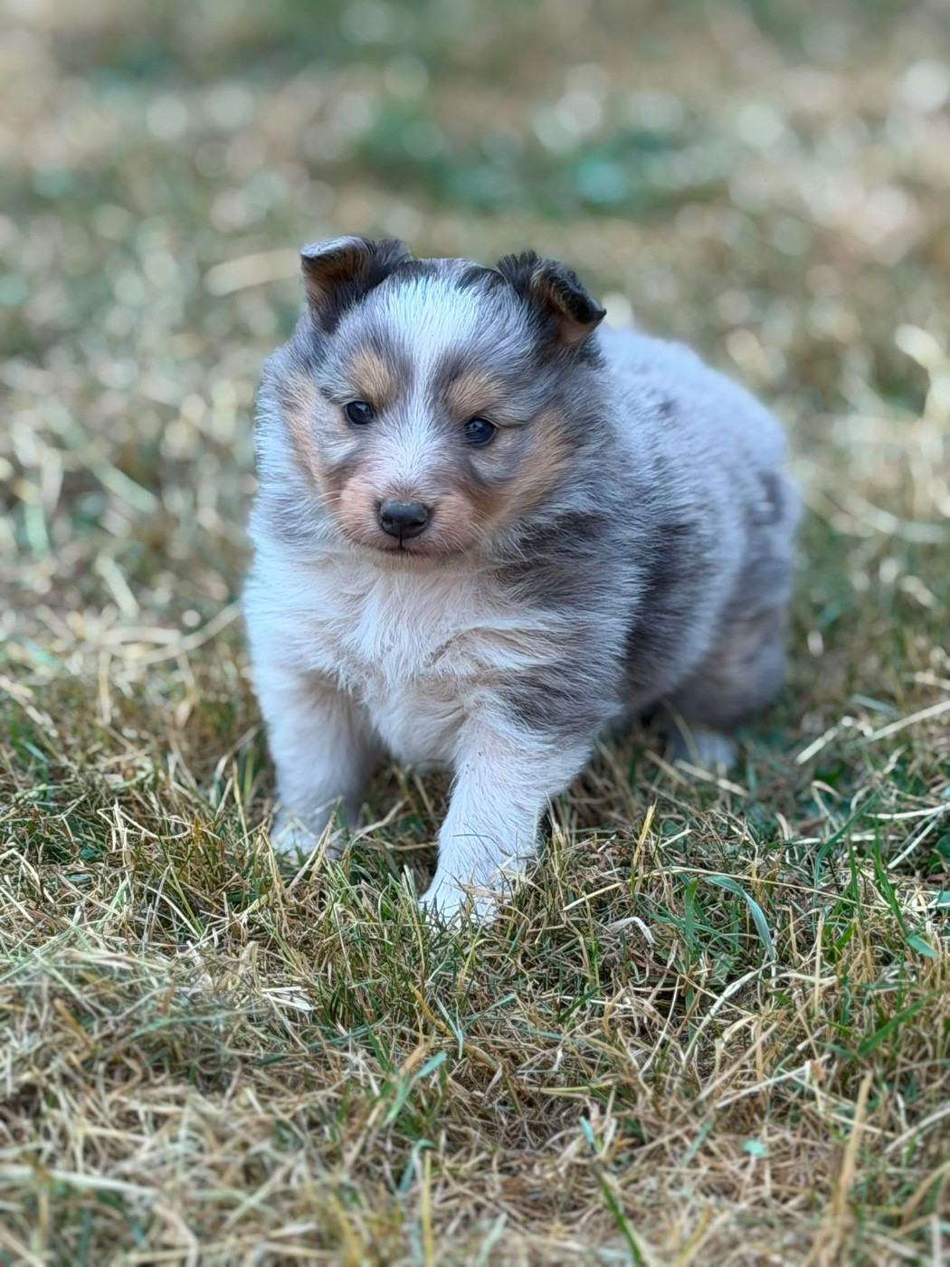 Du Sapin Vert - Chiots disponibles - Shetland Sheepdog
