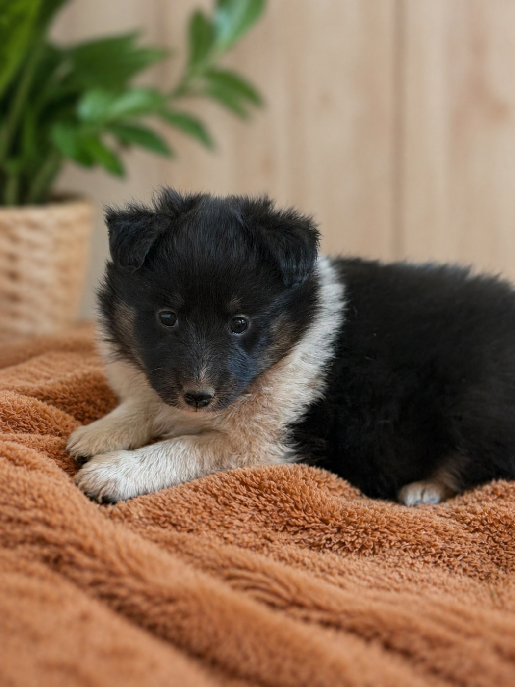 Du Sapin Vert - Chiots disponibles - Shetland Sheepdog