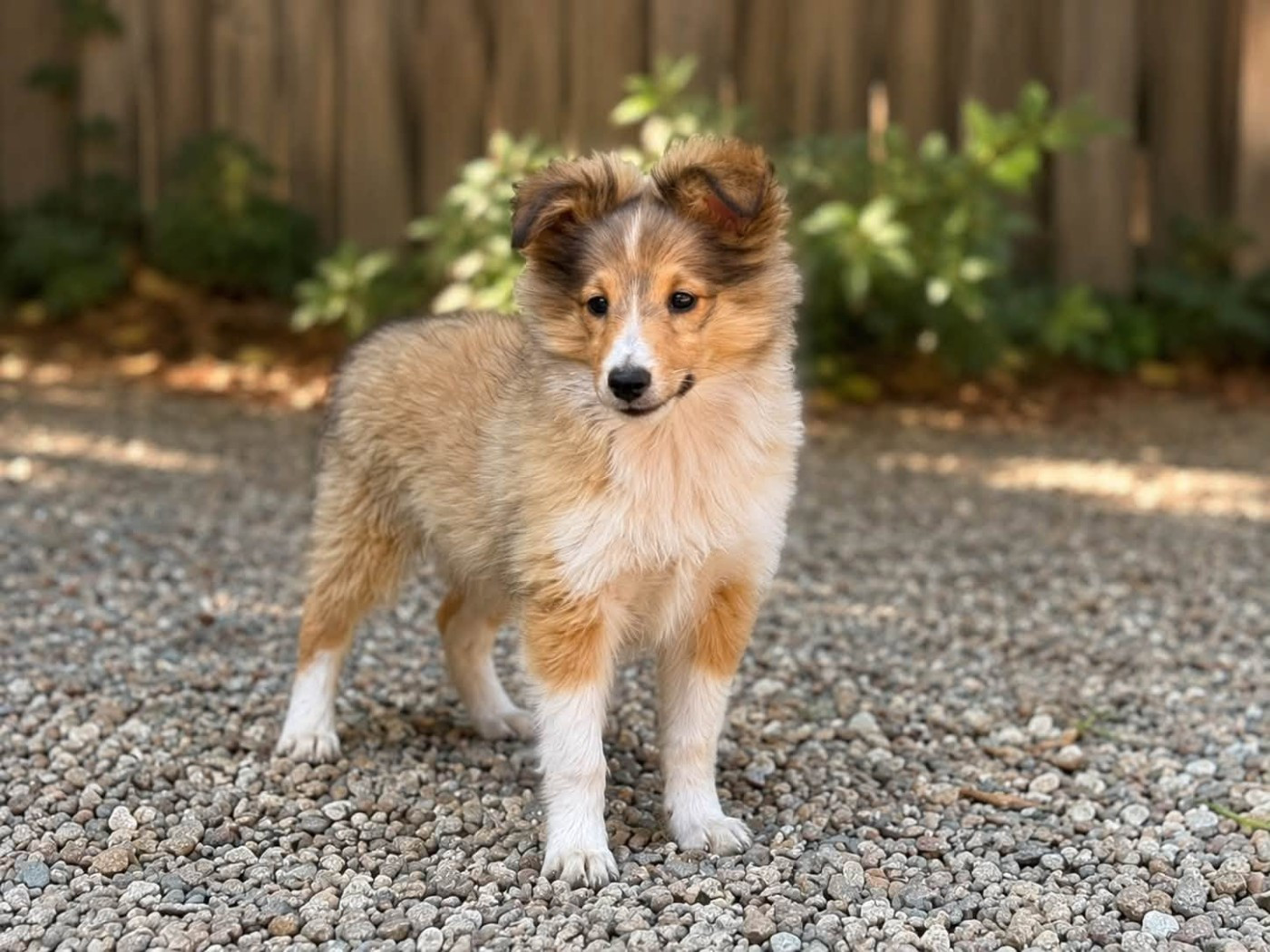 Du Sapin Vert - Chiots disponibles - Shetland Sheepdog