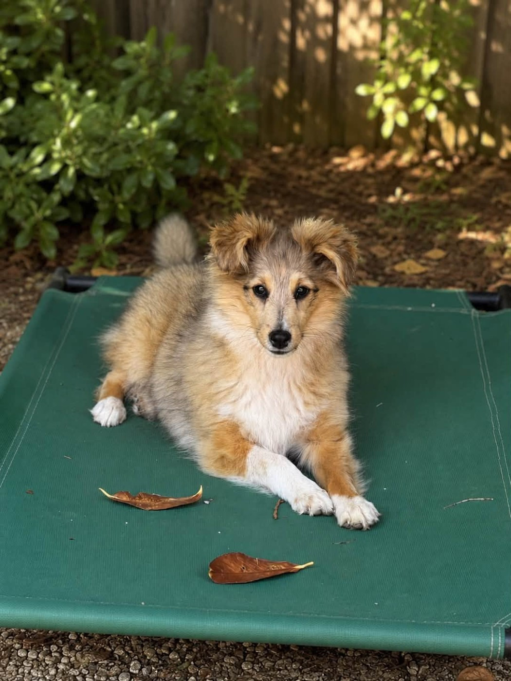 Du Sapin Vert - Chiots disponibles - Shetland Sheepdog