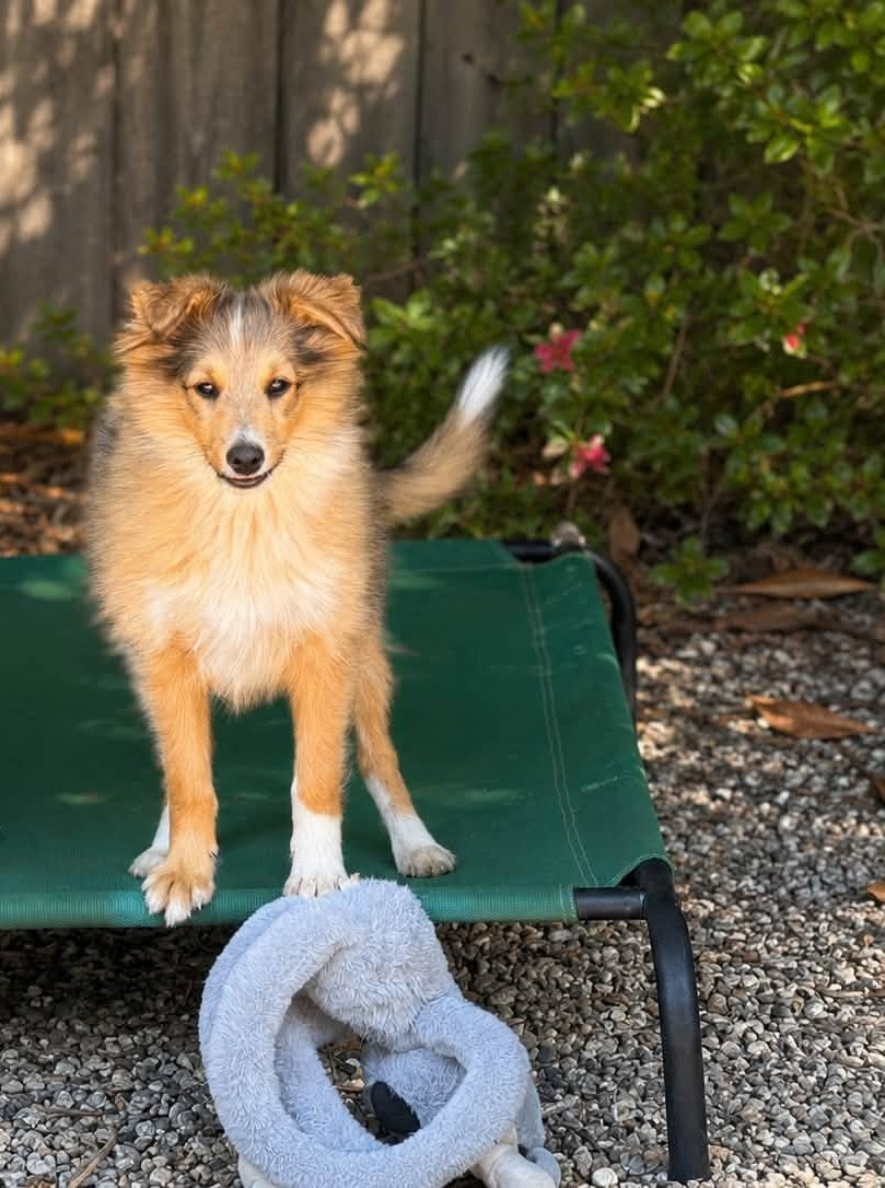 Du Sapin Vert - Chiots disponibles - Shetland Sheepdog