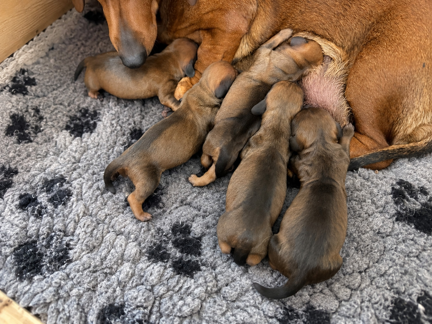 Du Sapin Vert - Chiots disponibles - Teckel poil ras