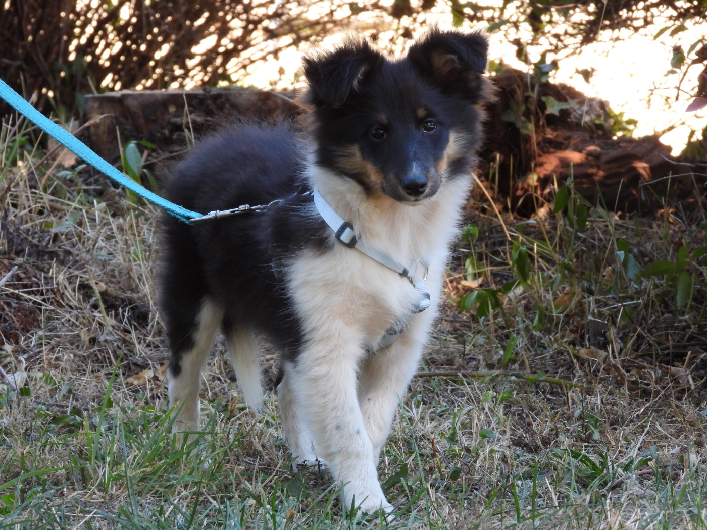 Du Sapin Vert - Chiots disponibles - Shetland Sheepdog