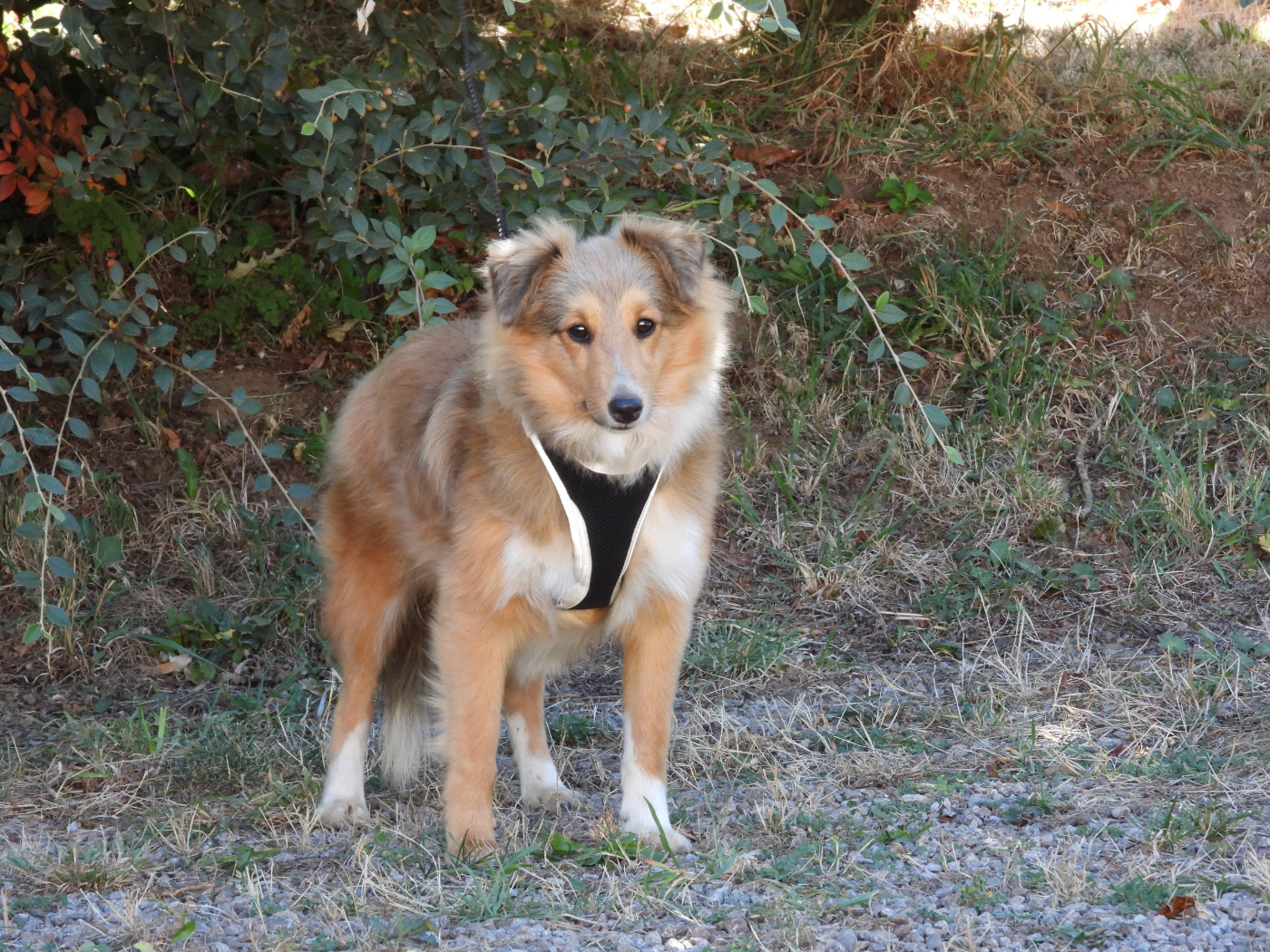 Du Sapin Vert - Chiots disponibles - Shetland Sheepdog