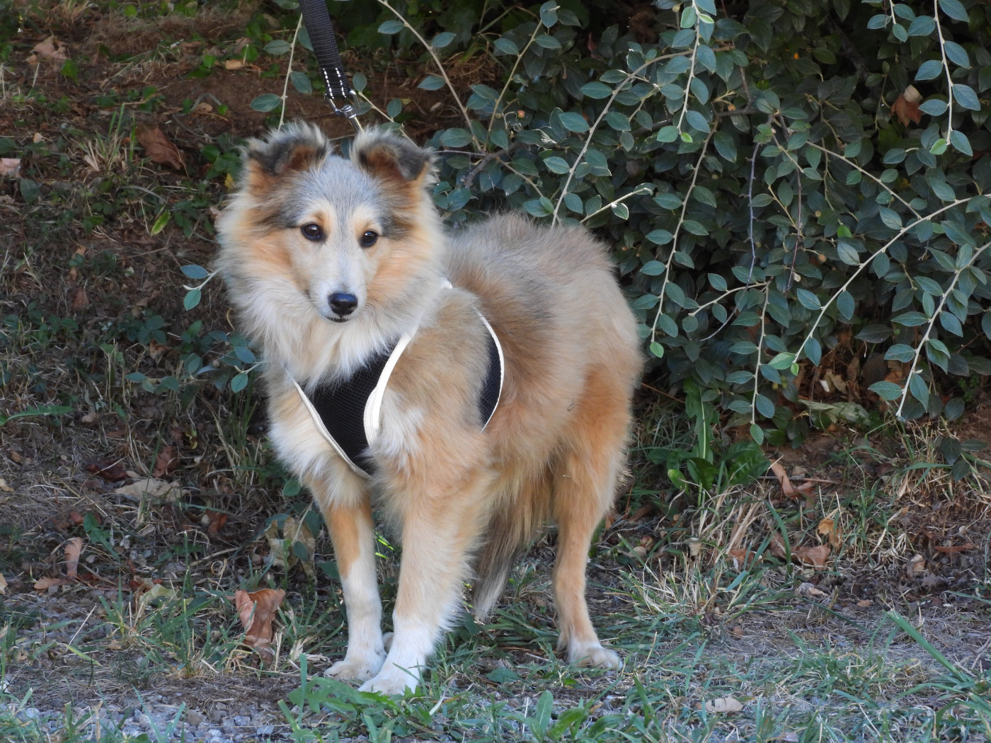 Du Sapin Vert - Chiots disponibles - Shetland Sheepdog