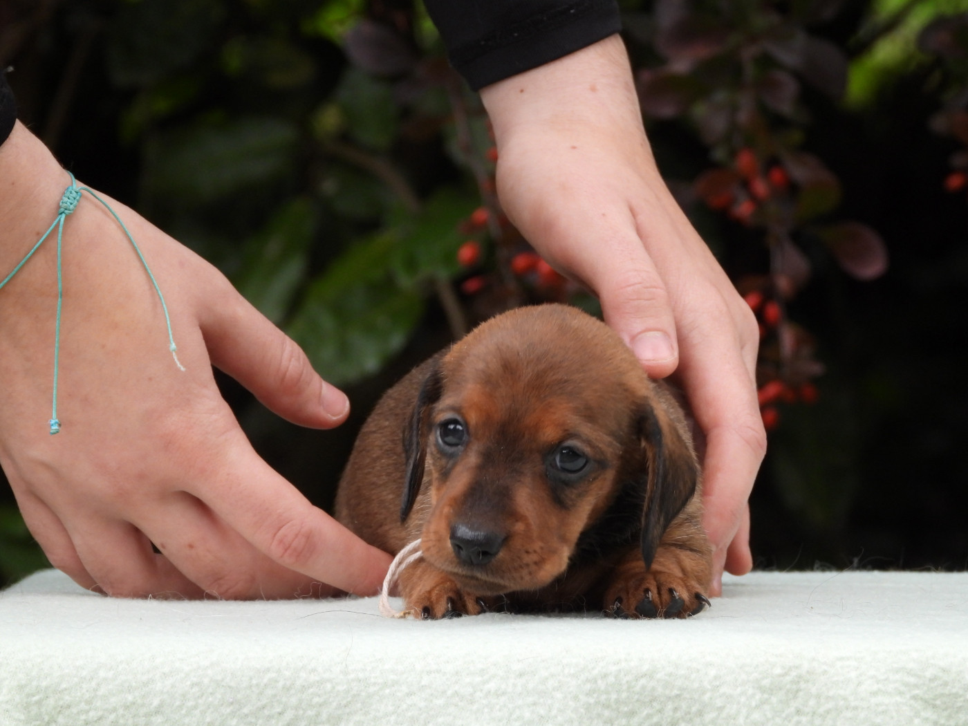 Du Sapin Vert - Chiots disponibles - Teckel poil ras