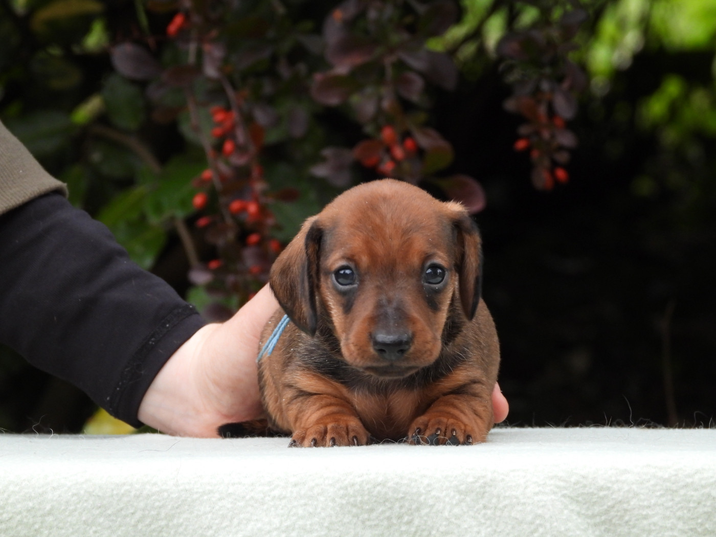 Du Sapin Vert - Chiots disponibles - Teckel poil ras