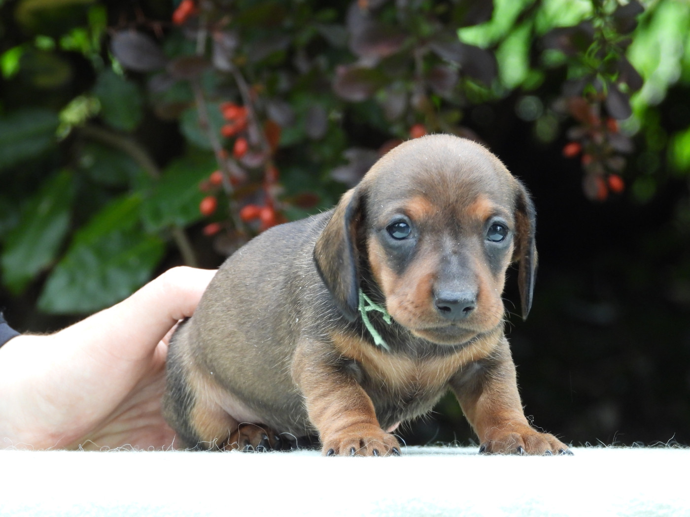 Du Sapin Vert - Chiots disponibles - Teckel poil ras