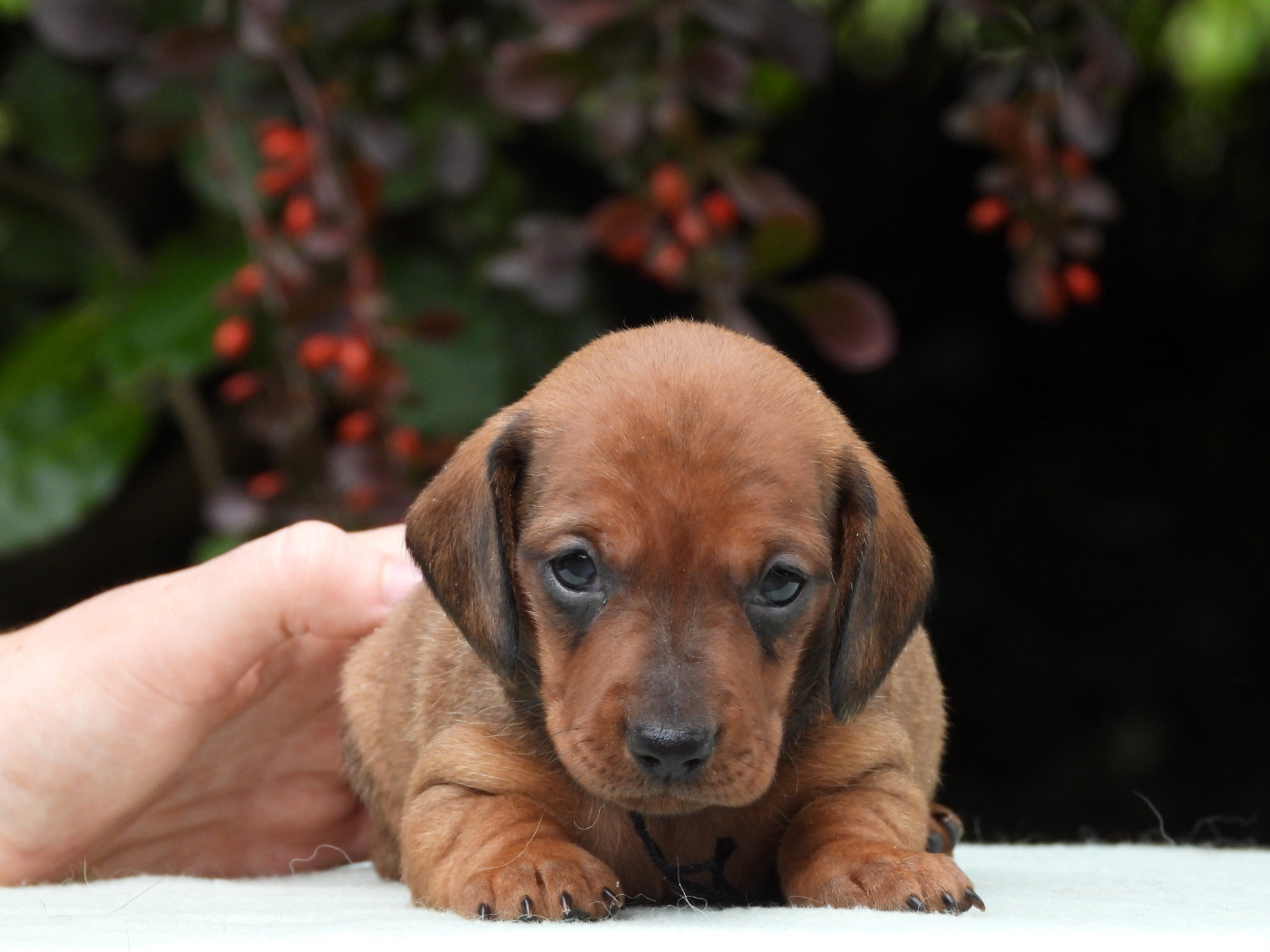 Du Sapin Vert - Chiots disponibles - Teckel poil ras