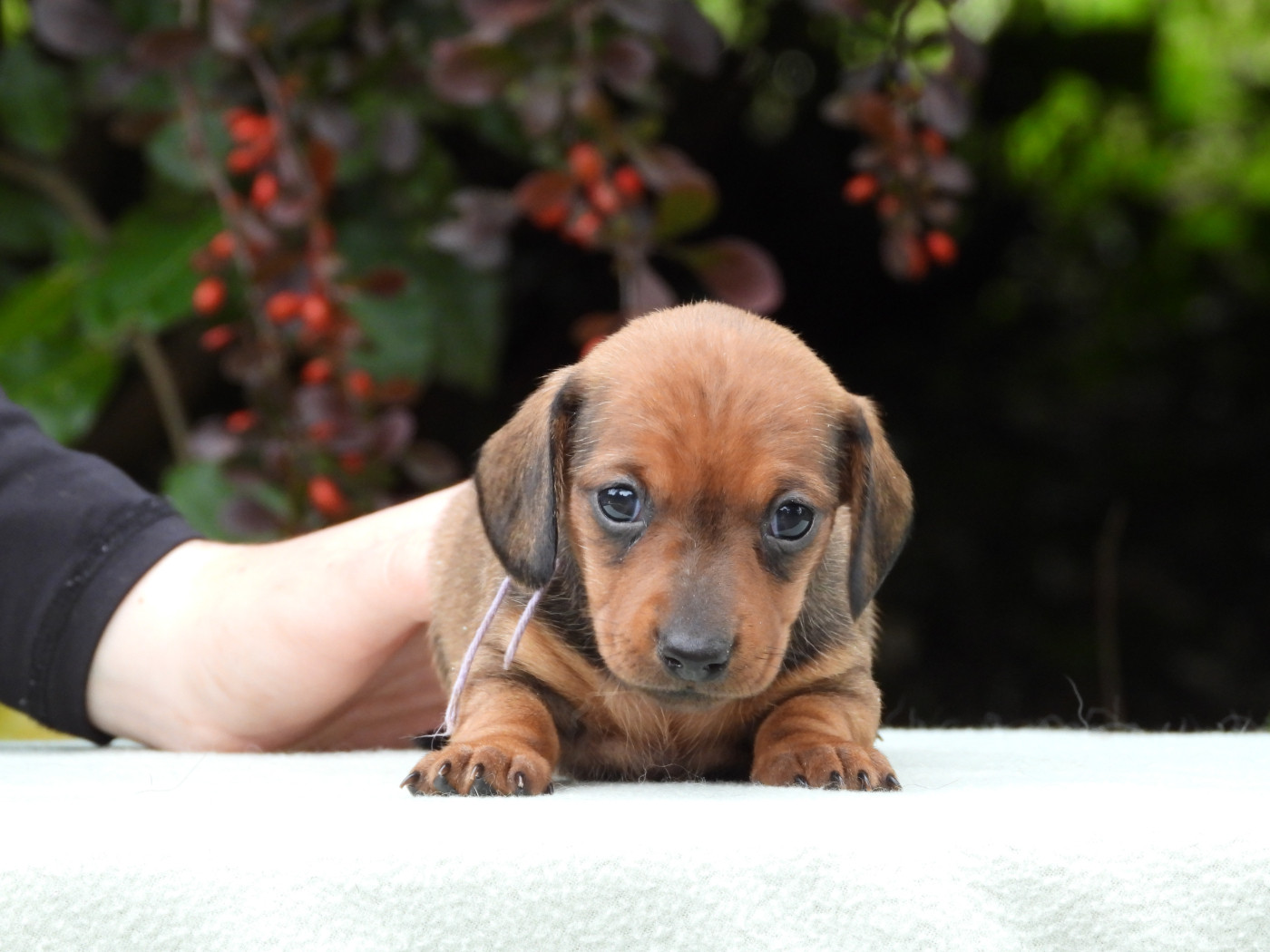 Du Sapin Vert - Chiots disponibles - Teckel poil ras