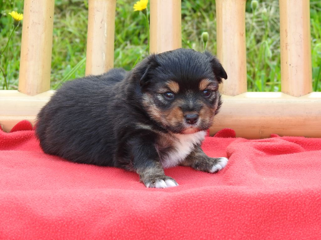 Du Sapin Vert - Chiots disponibles - Berger Américain Miniature 