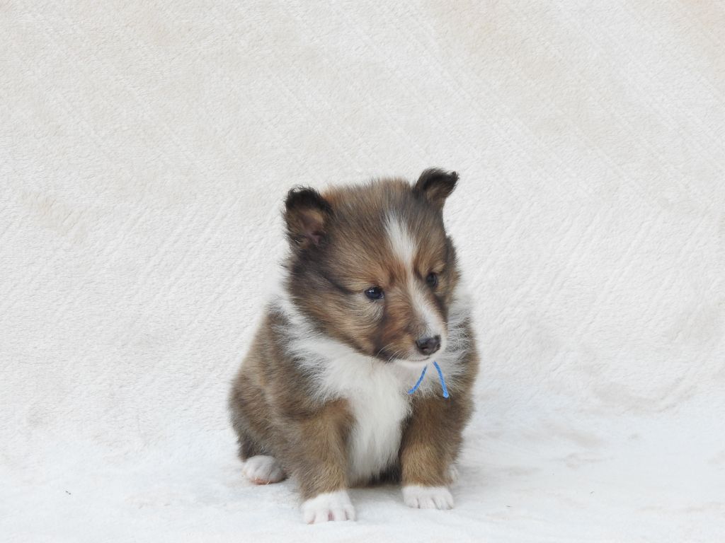 Du Sapin Vert - Chiots disponibles - Shetland Sheepdog