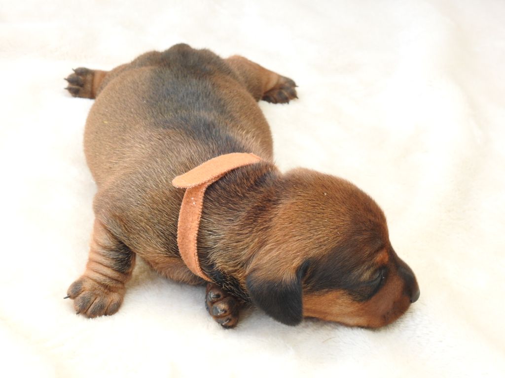 Du Sapin Vert - Chiots disponibles - Teckel poil ras